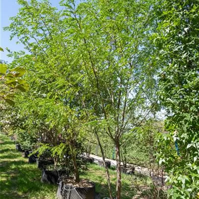 Schirmform 37C 300-350 314.297 WA 2050 - Lederhülsenbaum 'Skyline' - Gleditsia triacanthos 'Skyline' - Collection