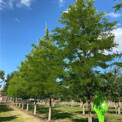 Sol 3xv mB 100- 125 - Lederhülsenbaum 'Sunburst' - Gleditsia triacanthos 'Sunburst' - Collection