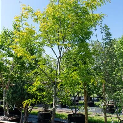 Sol 350-400, Nr. 84, 1650 - Lederhülsenbaum 'Sunburst' - Gleditsia triacanthos 'Sunburst' - Collection