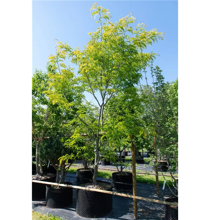 Lederhülsenbaum 'Sunburst' - Gleditsia triacanthos 'Sunburst' - Collection