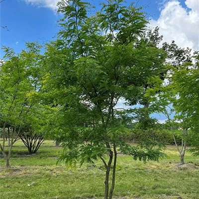 Sol 200 - 300 x 350 - 400, Nr. 2.47A 1980 - Lederhülsenbaum 'Sunburst' - Gleditsia triacanthos 'Sunburst' - Collection