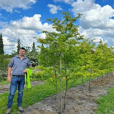 Sol 150 - 200 x 275 - 300, Nr. 70B, 1100 - Lederhülsenbaum 'Sunburst' - Gleditsia triacanthos 'Sunburst' - Collection