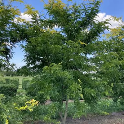 308.5 Schirmform Nr.60 550-600, WA 2950 - Lederhülsenbaum 'Sunburst' - Gleditsia triacanthos 'Sunburst' - Collection