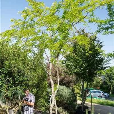 308.2 Schirmform MB 500-600 WA 2600 - Lederhülsenbaum 'Sunburst' - Gleditsia triacanthos 'Sunburst' - Collection