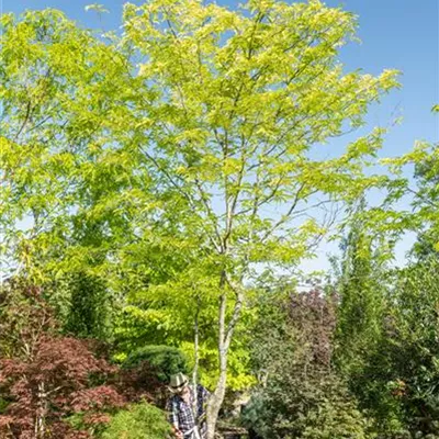 308.5 Schirmform Nr.60 550-600, WA 2950 - Lederhülsenbaum 'Sunburst' - Gleditsia triacanthos 'Sunburst' - Collection