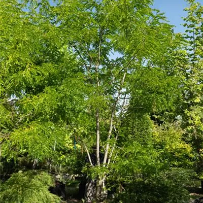 308.13 Schirmform 56A 350-400, WA 1680 - Lederhülsenbaum 'Sunburst' - Gleditsia triacanthos 'Sunburst' - Collection