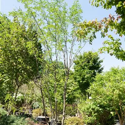 MB 450-500 - Lederhülsenbaum 'Sunburst' - Gleditsia triacanthos 'Sunburst' - Collection