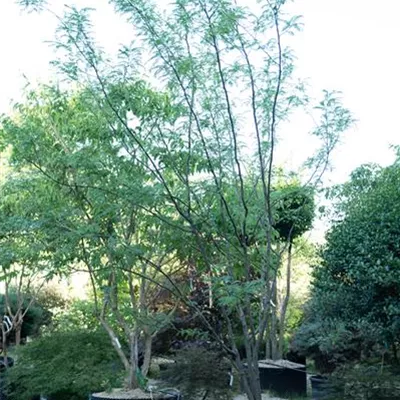 MB 400-450 310.98 WA - Lederhülsenbaum 'Sunburst' - Gleditsia triacanthos 'Sunburst' - Collection