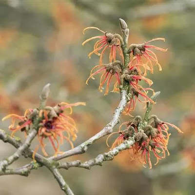 Sol 3xv mB 80- 100 - Zaubernuss 'Jelena' Premiumgehölz - Hamamelis interm.'Jelena' - Collection