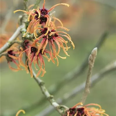 C 3 40- 60 - Zaubernuss 'Orange Beauty' Premiumgehölz - Hamamelis interm.'Orange Beauty' - Collection