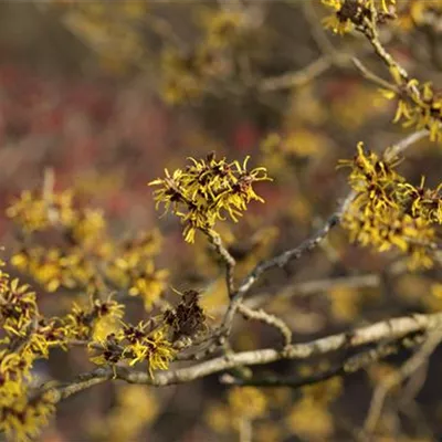 Sol 3xv mB 80- 100 - Zaubernuss 'Westerstede' - Hamamelis interm.'Westerstede' - Collection