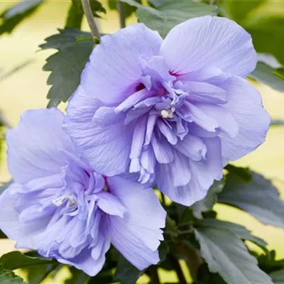 Sol 3xv mB 80- 100 - Echter Roseneibisch 'Blue Chiffon' -R- - Hibiscus syriacus 'Blue Chiffon' -R- - Collection