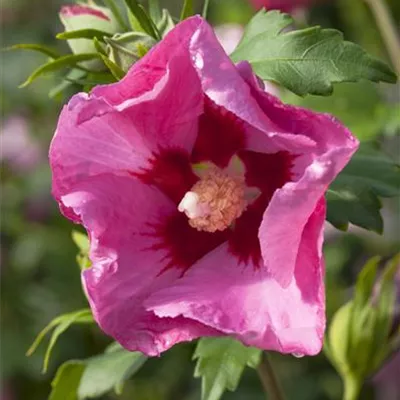 Sol 3xv mB 60- 80 - Garteneibisch 'Pink Giant' - Hibiscus syriacus 'Pink Giant' - Collection