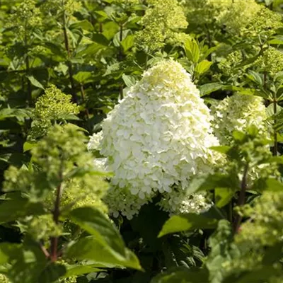 Sol 3xv mB 60- 80 - Rispenhortensie 'Grandiflora' - Hydrangea panic. 'Grandiflora' - Collection