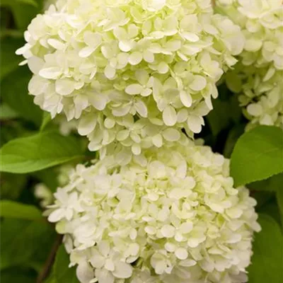 Sol 3xv mB 60- 80 - Rispenhortensie 'Limelight' -S- Premiumgehölz - Hydrangea panic. 'Limelight' -S- - Collection