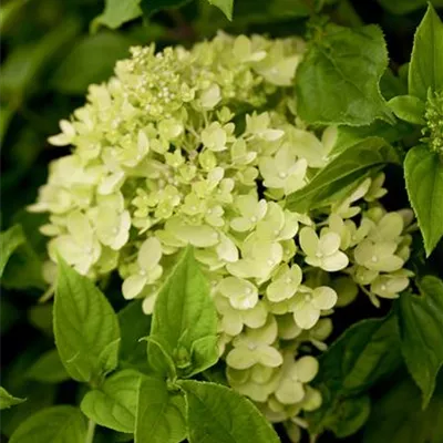 Sol 3xv mB 60- 80 - Rispenhortensie 'Little Lime' -R- - Hydrangea panic. 'Little Lime' -R- - Collection