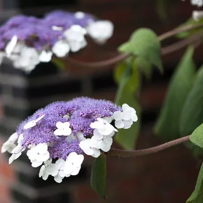 Sol 3xv mB 40- 60 - Samthortensie - Hydrangea sargentiana - Collection