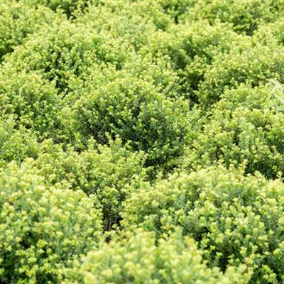 Halbkugel 5xv mDb 80- 90 - Berg-Ilex 'Glorie Dwarf' -R- - Ilex crenata 'Glorie Dwarf' -R- - Collection