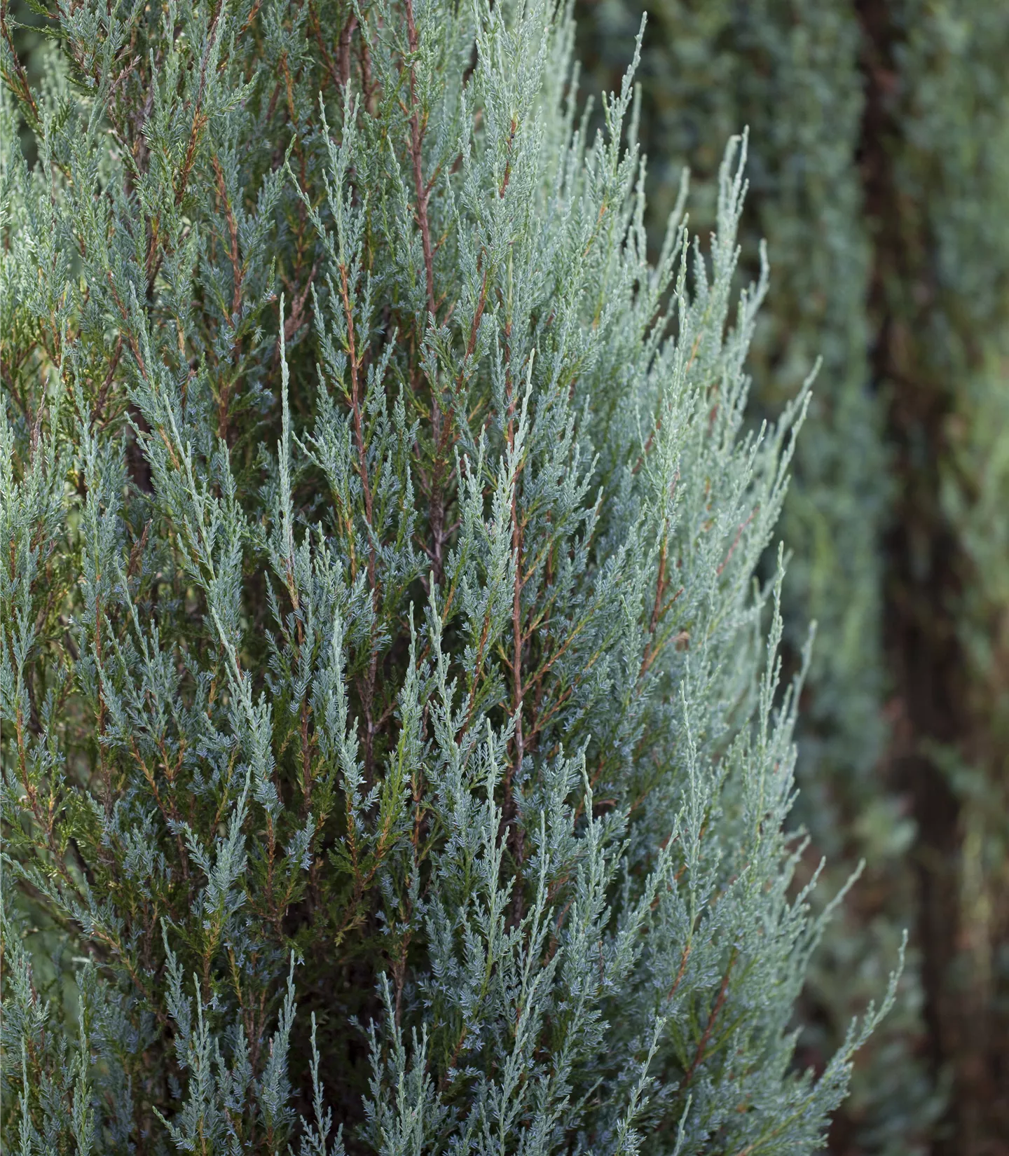 Juniperus scopulorum 'Skyrocket' - Collection