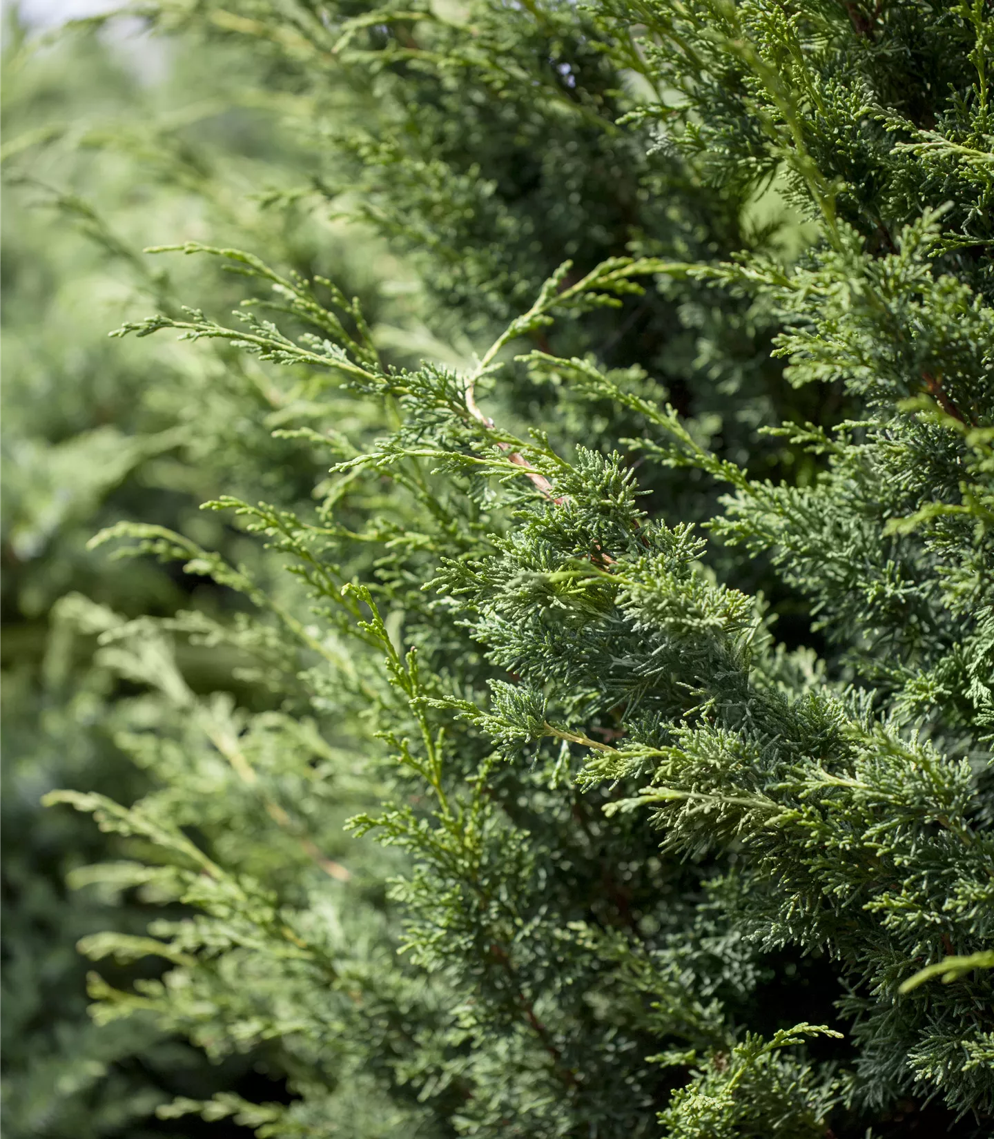 Juniperus virginiana 'Canaertii' - Collection