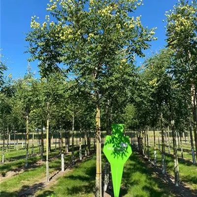 H 4xv mDb 20- 25 - Blasenbaum - Koelreuteria paniculata - Collection