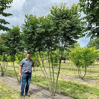 Schirmform 200 - 300 x 350- 400cm Nr. 40A 2300 - Blasenbaum - Koelreuteria paniculata - Collection