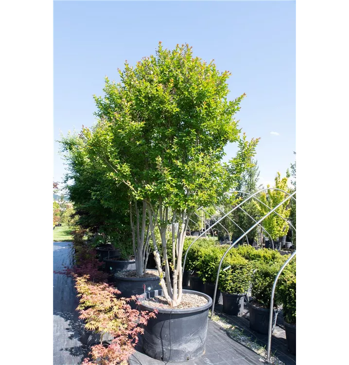 Chinesische Kräuselmyrte - Lagerstroemia indica - Collection