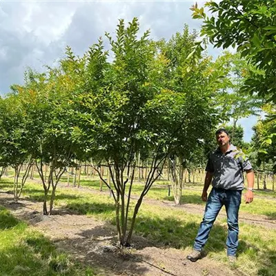 Schirmform 200 - 250 x 250 - 300, Nr. 29A 2600 - Chinesische Kräuselmyrte - Lagerstroemia indica - Collection