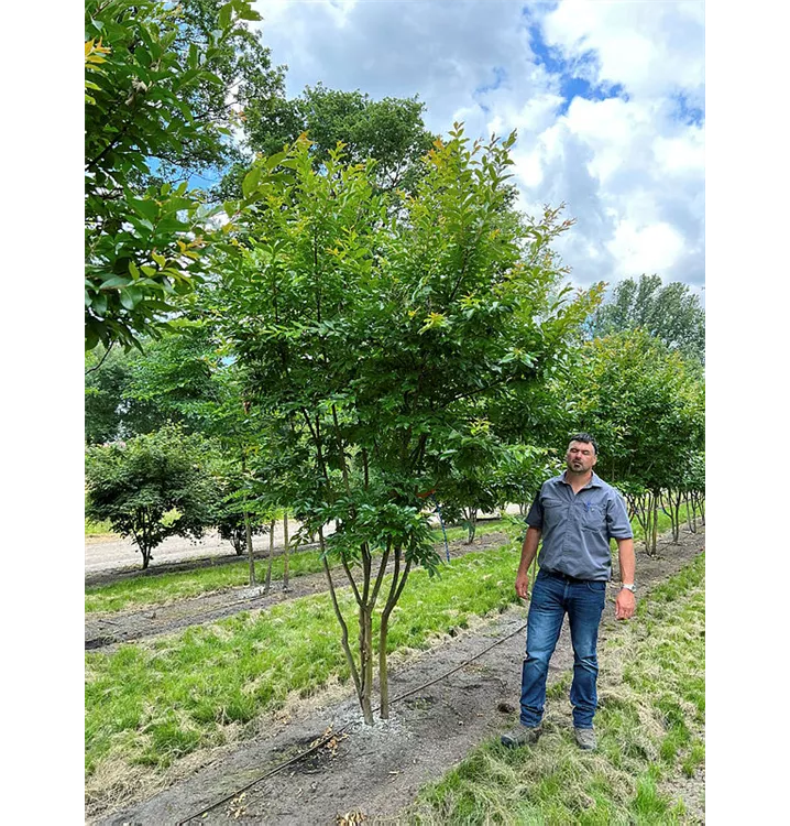 Chinesische Kräuselmyrte - Lagerstroemia indica 'Bianco Grassi' - Collection