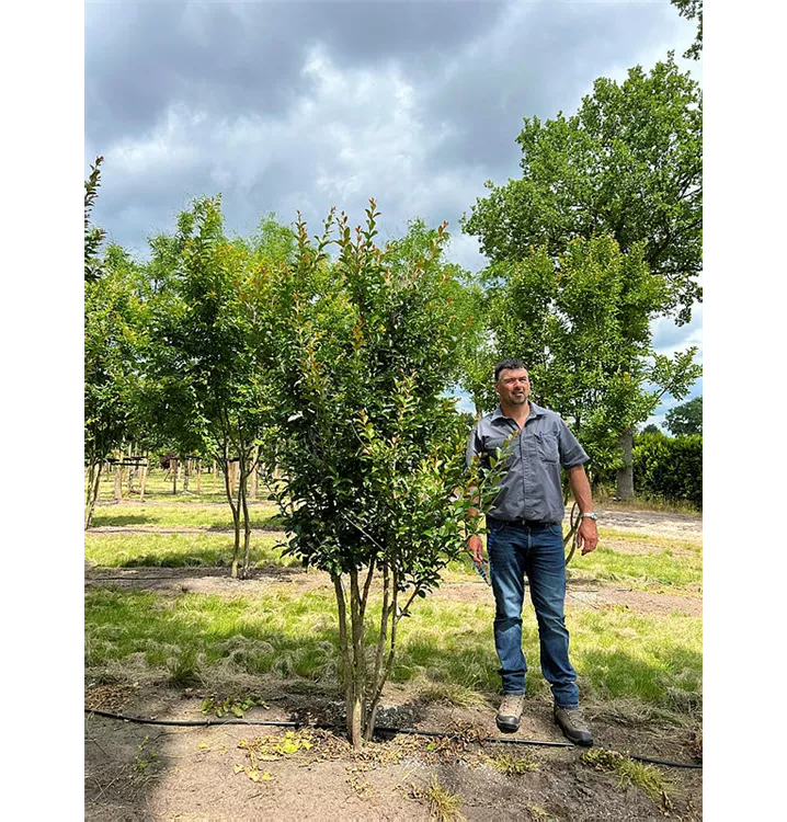 Chinesische Kräuselmyrte - Lagerstroemia indica 'Tuscarora' - Collection