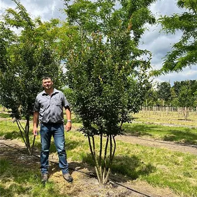 Schirmform 100 - 150 x 250 - 300, Nr. 22.33A 2800 - Chinesische Kräuselmyrte - Lagerstroemia indica 'Tuscarora' - Collection