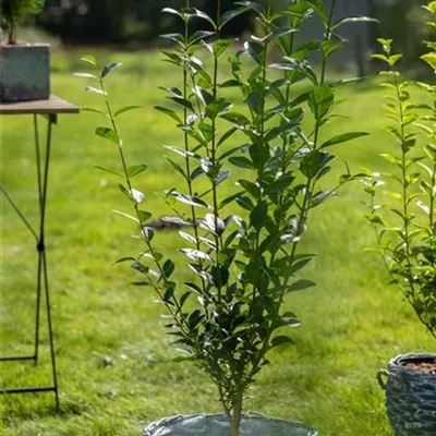 Sol 3xv mB 80- 100 - Ovalblättr.Liguster - Ligustrum ovalifolium - Collection