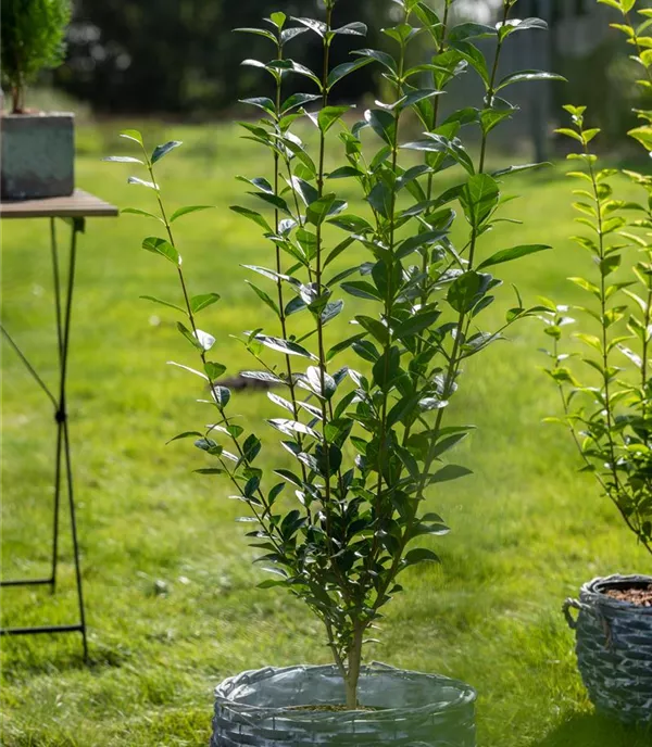 Ligustrum ovalifolium - Collection