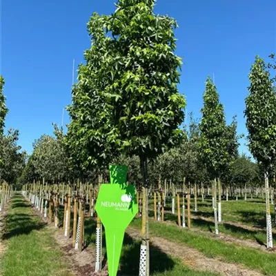 Sol 3xv mB 125- 150 - Amberbaum 'Slender Silhouette' - Liquidambar styracifl.'Slender Silhouette' - Collection