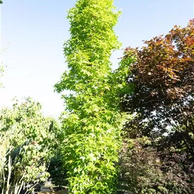 MB 450-500 310.105 WA - Amberbaum 'Slender Silhouette' - Liquidambar styracifl.'Slender Silhouette' - Collection