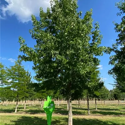 Sol Baum 7xv mDb 300-400 x 700-900 50- 60 - Amerikanischer Amberbaum - Liquidambar styraciflua - Collection