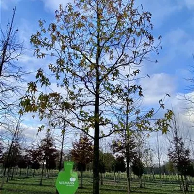 Sol 3xv mB 150- 175 - Amerikanischer Amberbaum - Liquidambar styraciflua - Collection