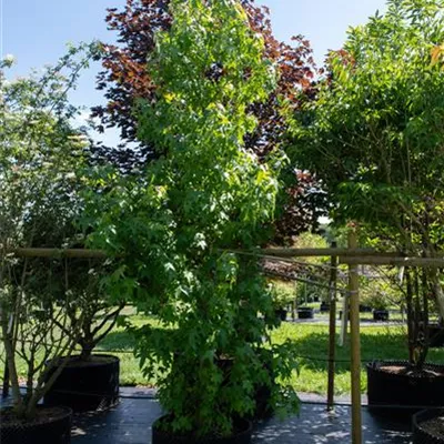 Sol 300-350, Nr. 22, 914 - Amerikanischer Amberbaum - Liquidambar styraciflua - Collection