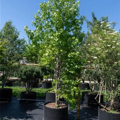 Sol 450-500, - Amerikanischer Amberbaum - Liquidambar styraciflua - Collection