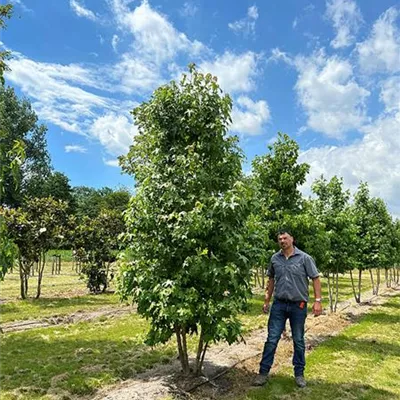 Sol 350 - 400, Nr. 36A 1600 - Amerikanischer Amberbaum - Liquidambar styraciflua - Collection