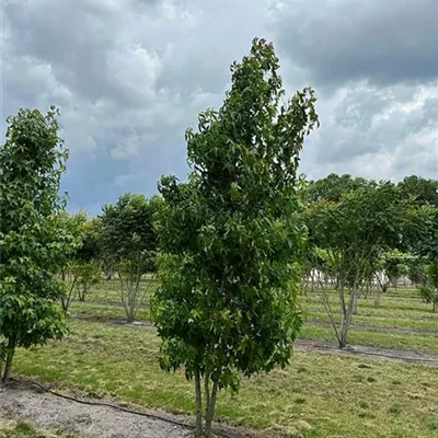 Sol 350 - 400, Nr. 22-37A 1600 reserviert - Amerikanischer Amberbaum - Liquidambar styraciflua - Collection