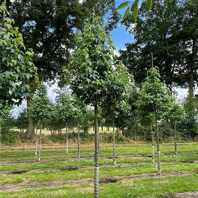 Hochstamm 20 - 25, Nr. 110C 1400 - Amerikanischer Amberbaum - Liquidambar styraciflua - Collection