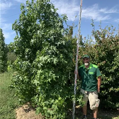 Sol, 250-300 - Amerikanischer Amberbaum - Liquidambar styraciflua - Collection