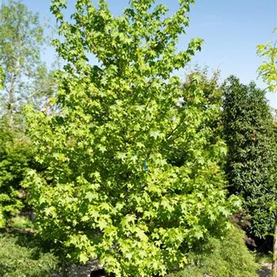 308.17 C 350-400, WA 1461 - Amerikanischer Amberbaum - Liquidambar styraciflua - Collection