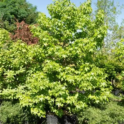 308.18 C 350-400, WA 1461 - Amerikanischer Amberbaum - Liquidambar styraciflua - Collection