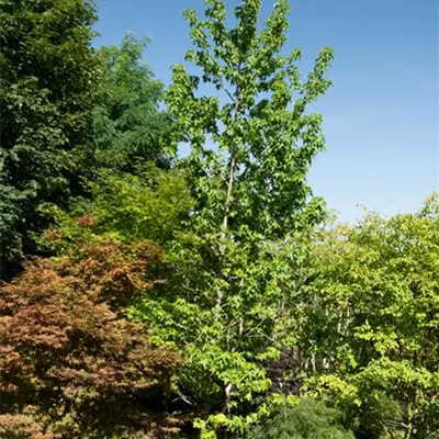 308.22 C 500-600, WA 2933 - Amerikanischer Amberbaum - Liquidambar styraciflua - Collection