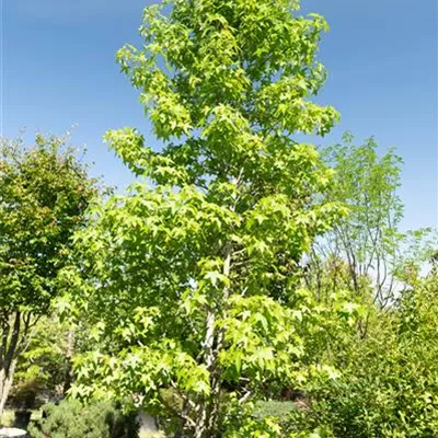 308.36 Mehrstämmig 450-500, WA 2650 - Amerikanischer Amberbaum - Liquidambar styraciflua - Collection