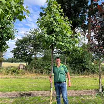 Hochstamm 18-20 Nr. 111C 1100 - Amerikanischer Amberbaum - Liquidambar styraciflua - Collection