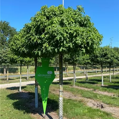 Sol Baum 5xv mDb Krbr. 150-200 30- 35 - Amberbaum 'Gumball' - Liquidambar styraciflua 'Gumball' - Collection