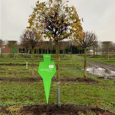 Sol Baum 5xv mDb 25- 30 - Amberbaum 'Gumball' - Liquidambar styraciflua 'Gumball' - Collection